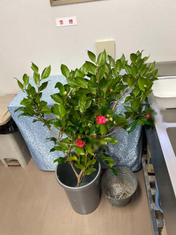 椿と甘いコーヒーに包まれて――東広島市西条で贈る、百歳超えの家族葬